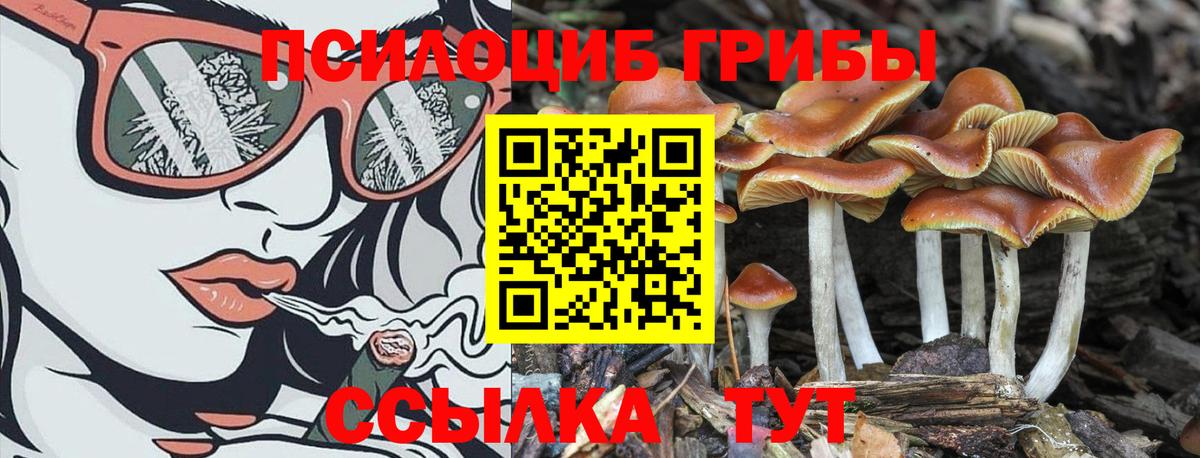 Галлюциногенные грибы Psilocybe Темрюк